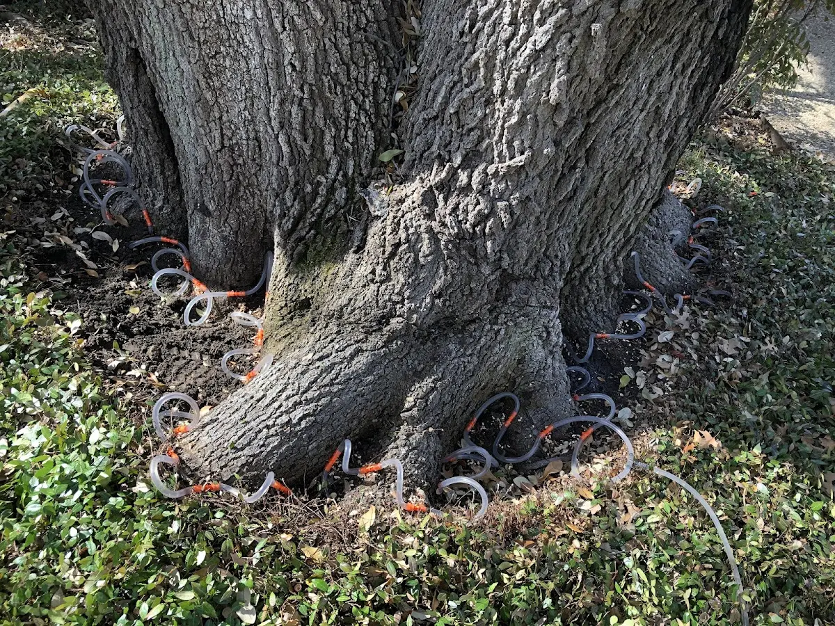 Detailed Tree Cabling and Bracing job site in Monmouth