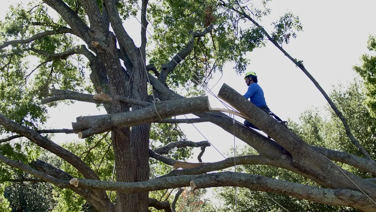 Professional Crown Thinning performed by certified arborists in Monmouth