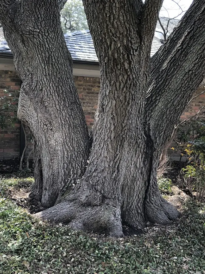 Mature heritage tree close to a Monmouth property cared for by certified arborists